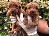 En Tatlı Poodle Yavrular