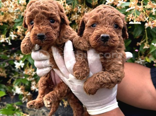 En Tatlı Poodle Yavrular görsel