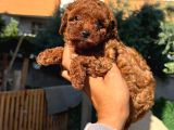 Ultra Kaliteli Poodle Yavrular