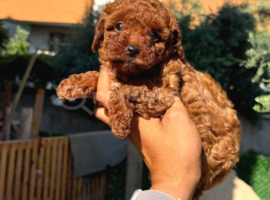 Ultra Kaliteli Poodle Yavrular görsel