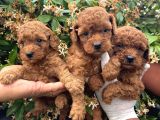 En Tatlı Poodle Yavrular