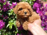 Mini - Teacup Poodle