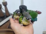 BEBEK KONUR PAPAĞANLARI EL BESLEME