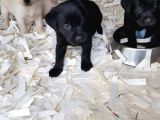 Akkuş Üreti̇m Çi̇ftli̇ği̇nden Labrador Yavrulari
