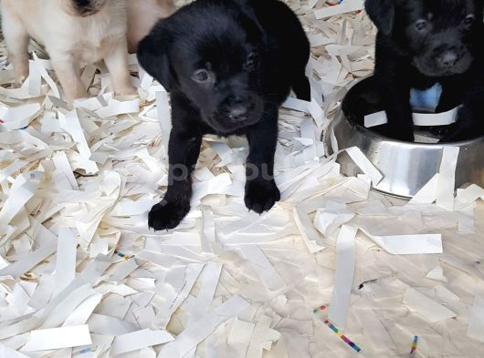Akkuş Üreti̇m Çi̇ftli̇ği̇nden Labrador Yavrulari görsel
