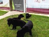Akkuş Üreti̇m Çi̇ftli̇ği̇nden Labrador Yavrulari