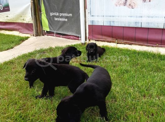 Akkuş Üreti̇m Çi̇ftli̇ği̇nden Labrador Yavrulari görsel