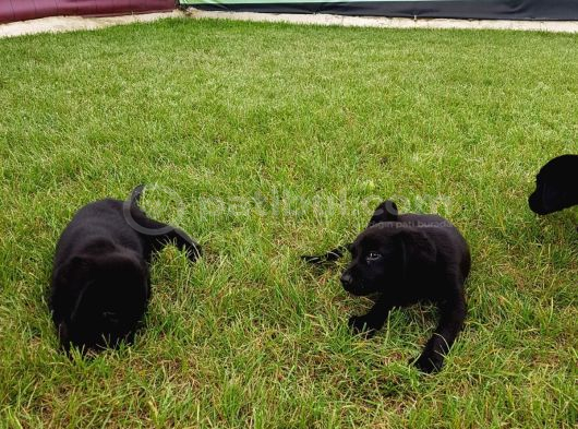 Akkuş Üreti̇m Çi̇ftli̇ği̇nden Labrador Yavrulari görsel