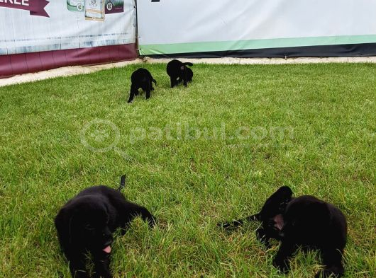 Akkuş Üreti̇m Çi̇ftli̇ği̇nden Labrador Yavrulari görsel