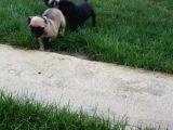 Üreti̇m Çi̇ftli̇ği̇nden Pug Yavrulari