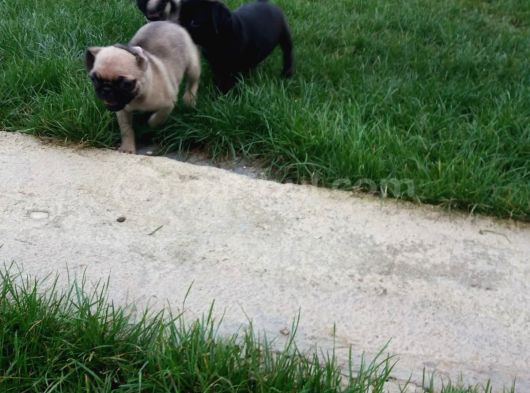 Üreti̇m Çi̇ftli̇ği̇nden Pug Yavrulari görsel
