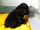 Akkuş Üreti̇m Çi̇ftli̇ği̇nden Labrador Yavrulari