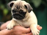 Üreti̇m Çi̇ftli̇ği̇nden Pug Yavrulari