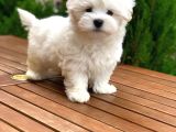 Orijinal Maltese Terrier Yavrular