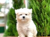 Orijinal Maltese Terrier Yavrular