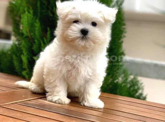Orijinal Maltese Terrier Yavrular