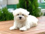 Orijinal Maltese Terrier Yavrular
