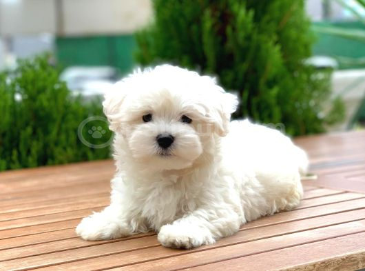 Orijinal Maltese Terrier Yavrular görsel
