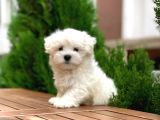 Orijinal Maltese Terrier Yavrular