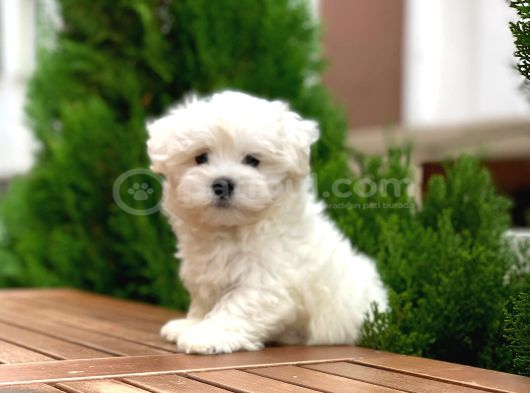 Orijinal Maltese Terrier Yavrular görsel