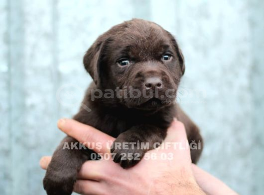 Akkuş Üreti̇m Çi̇ftli̇ği̇nden Labrador Yavrulari