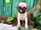 Üreti̇m Çi̇ftli̇ği̇nden Pug Yavrulari