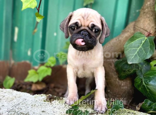 Üreti̇m Çi̇ftli̇ği̇nden Pug Yavrulari görsel
