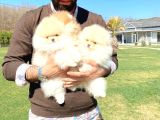 Pomerani̇an Çi̇fli̇ği̇nden Muhteşem Pomerani̇an Bebekleri̇