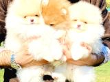 Pomerani̇an Çi̇fli̇ği̇nden Muhteşem Pomerani̇an Bebekleri̇
