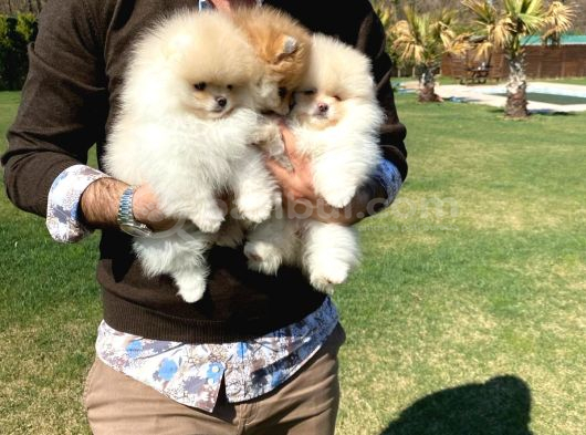 Pomerani̇an Çi̇fli̇ği̇nden Muhteşem Pomerani̇an Bebekleri̇ görsel