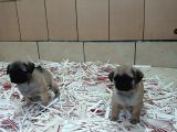 Üreti̇m Çi̇ftli̇ği̇nden Pug Yavrulari