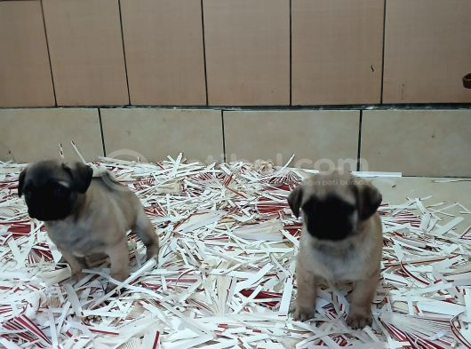 Üreti̇m Çi̇ftli̇ği̇nden Pug Yavrulari görsel
