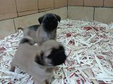 Üreti̇m Çi̇ftli̇ği̇nden Pug Yavrulari