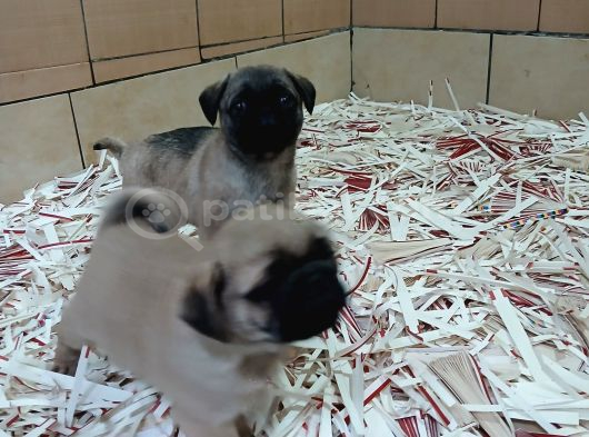 Üreti̇m Çi̇ftli̇ği̇nden Pug Yavrulari görsel