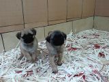 Üreti̇m Çi̇ftli̇ği̇nden Pug Yavrulari