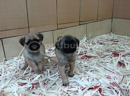 Üreti̇m Çi̇ftli̇ği̇nden Pug Yavrulari görsel