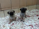 Üreti̇m Çi̇ftli̇ği̇nden Pug Yavrulari