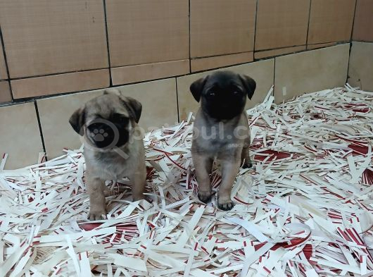 Üreti̇m Çi̇ftli̇ği̇nden Pug Yavrulari görsel