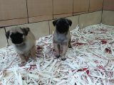 Üreti̇m Çi̇ftli̇ği̇nden Pug Yavrulari