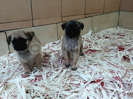 Üreti̇m Çi̇ftli̇ği̇nden Pug Yavrulari görsel