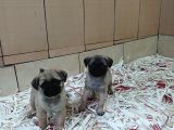 Üreti̇m Çi̇ftli̇ği̇nden Pug Yavrulari