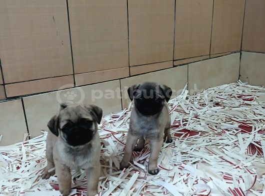 Üreti̇m Çi̇ftli̇ği̇nden Pug Yavrulari görsel