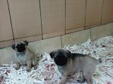 ÜRETİM ÇİFTLİĞİNDEN PUG YAVRULARI