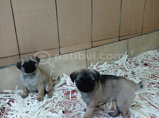 Üreti̇m Çi̇ftli̇ği̇nden Pug Yavrulari