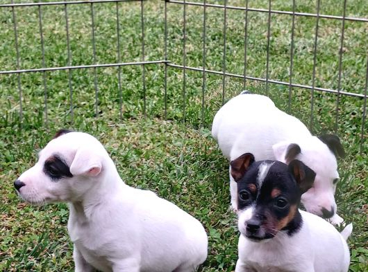Akkuş Üreti̇m Çi̇ftli̇ği̇nden Jack Russel Yavrulari görsel