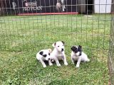 Akkuş Üreti̇m Çi̇ftli̇ği̇nden Jack Russel Yavrulari