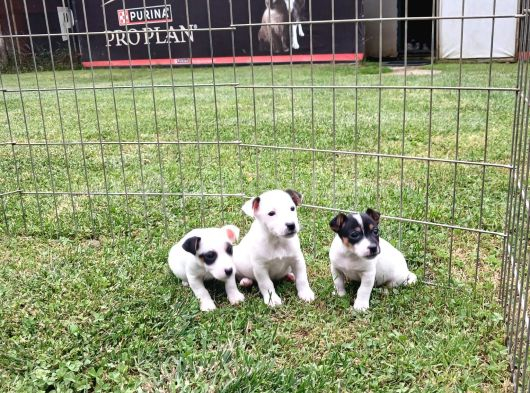 Akkuş Üreti̇m Çi̇ftli̇ği̇nden Jack Russel Yavrulari görsel