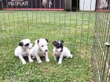 Akkuş Üreti̇m Çi̇ftli̇ği̇nden Jack Russel Yavrulari