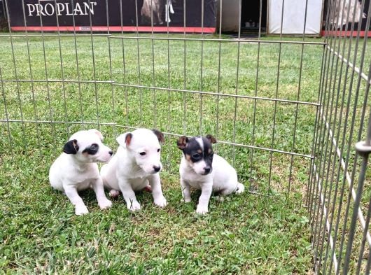 Akkuş Üreti̇m Çi̇ftli̇ği̇nden Jack Russel Yavrulari görsel