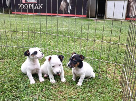 Akkuş Üreti̇m Çi̇ftli̇ği̇nden Jack Russel Yavrulari